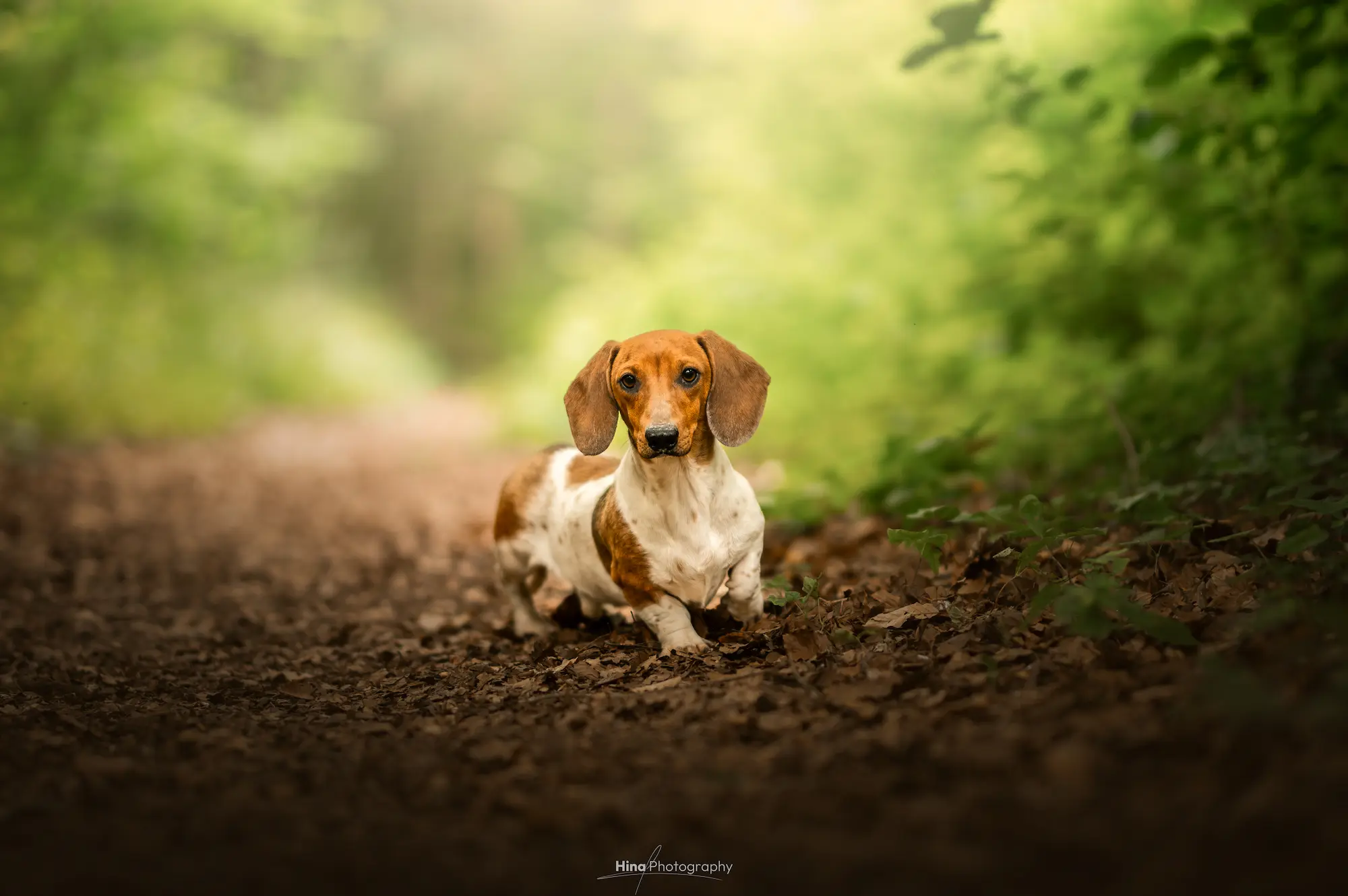 Teckel piebald à la robe blanche tachetée